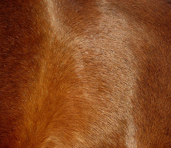 Flank of a bay mare