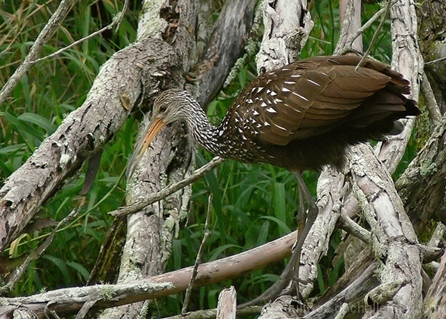 Limpkin - brown camouflage