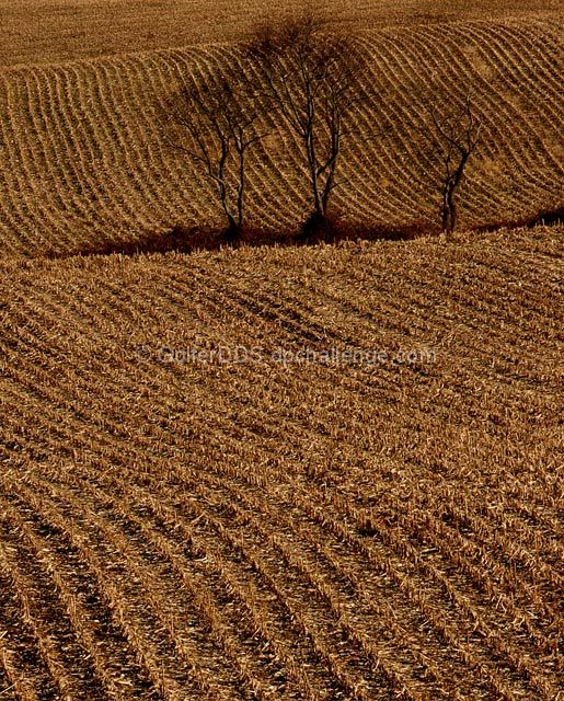 The Corn Field