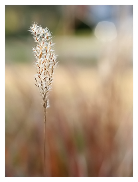 A Pause in the Breeze