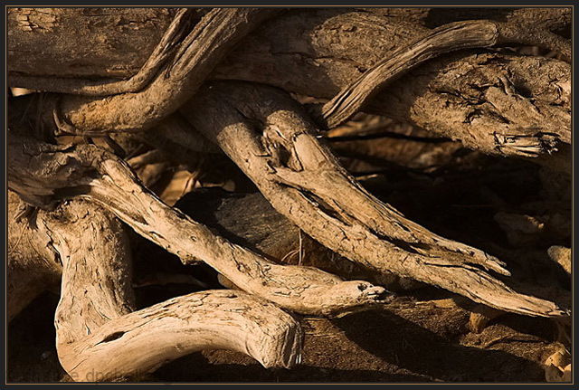 Serpentine Driftwood