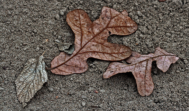Remains of Autumn