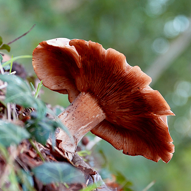 A Woodland Shade