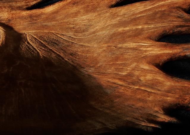 moose antler landscape