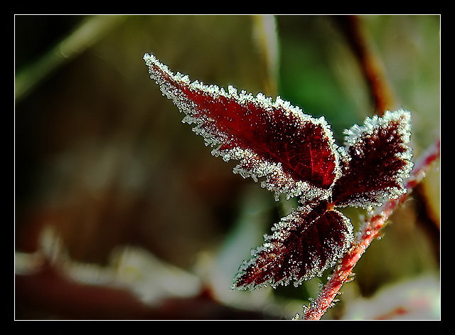 Terminal Frost (from A Momentary Lapse of Reason)