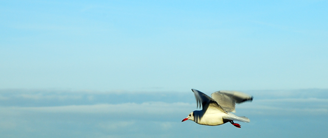 Learning to Fly  -  (A Momentary Lapse of Reason 1987)