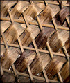 Bamboo