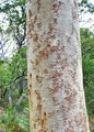 Amazing patterns, Australian Scribbly Gum