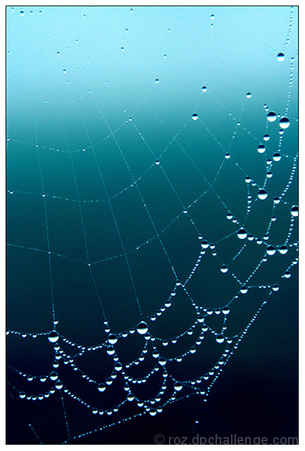 ... nature's necklace ...