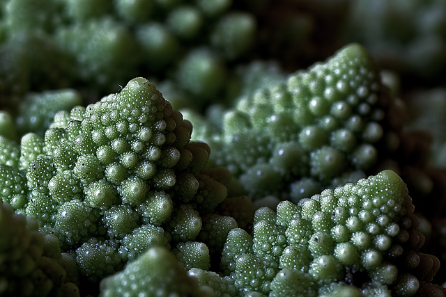 Cauliscape