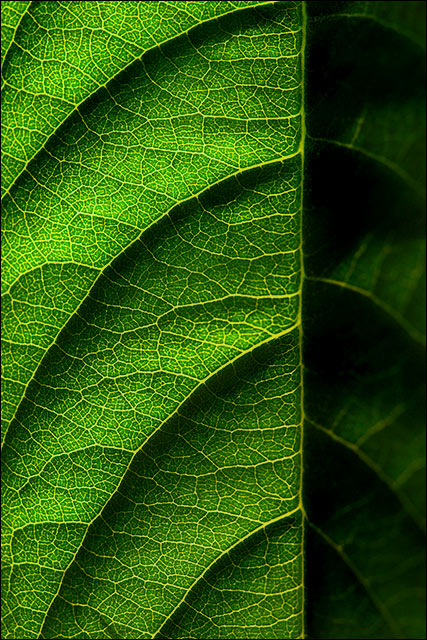 Leaf