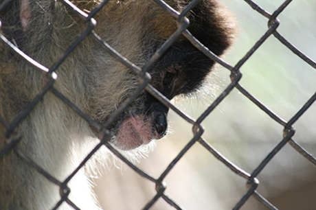 Fenced In