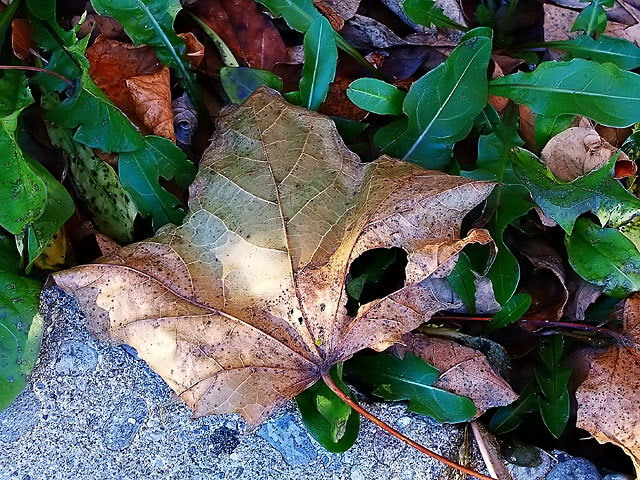 Leaves, Amebas and Mixed Greens