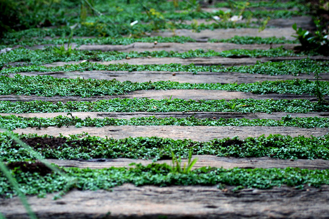 Tropical Garden Path