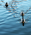 Three French (German) Hens (Ducks)