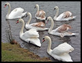 Seven Swans a Swimming