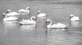 Seven Swans a-swimming.