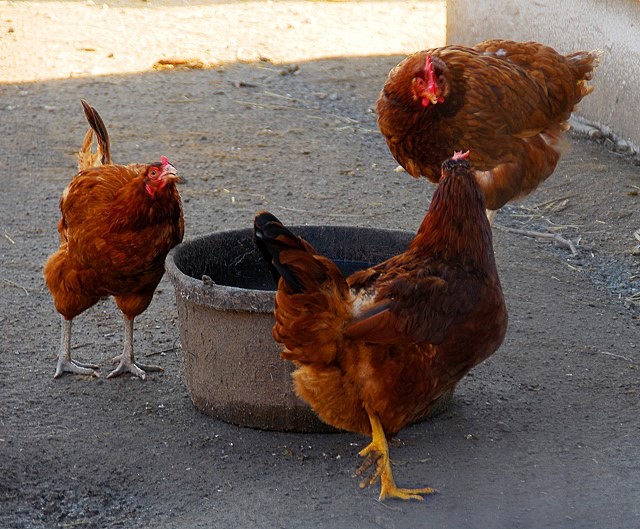 Claudine and Collette Scolding Brigitte After Her Scandalous Rendezvous With The Partridge