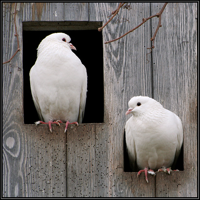 Two Turtle Doves