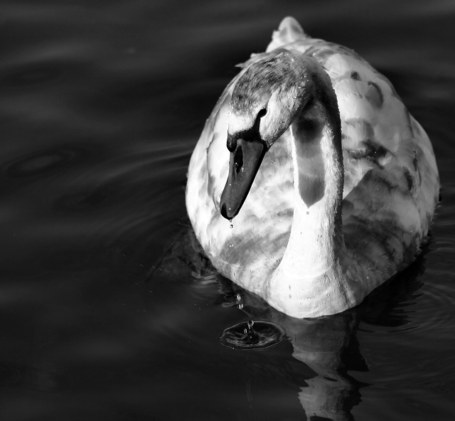 Swan-a-Swimming