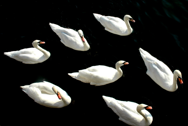 Seven Swans A Swimming