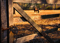 Pastoral Glimpse