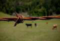 The cow paddock