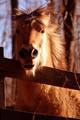 I Hate Fences