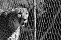 fenced cheetah