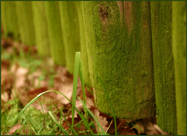 Green December