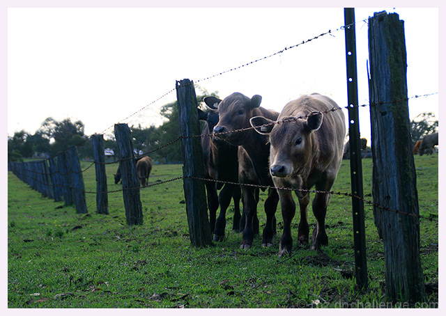 ... fenced in ...