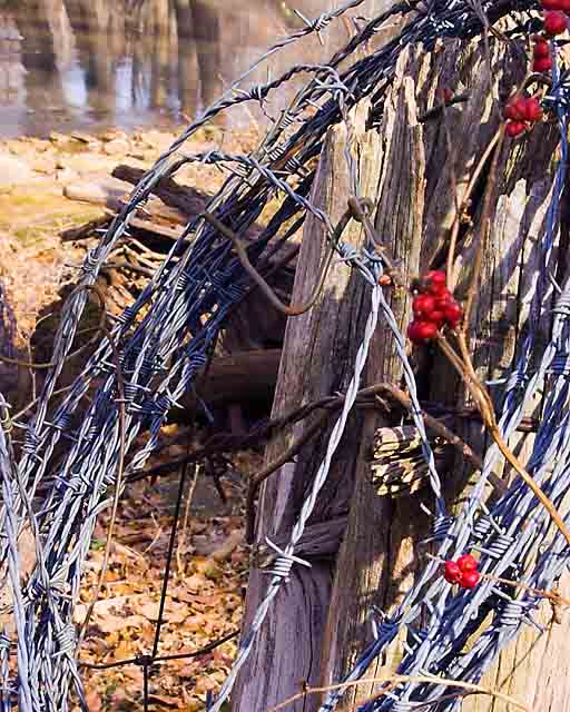 Barb Wire