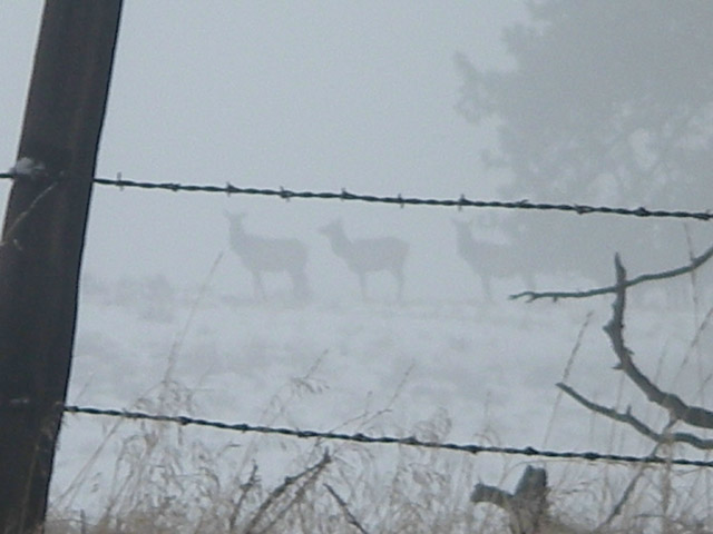 Barb Wire Elk