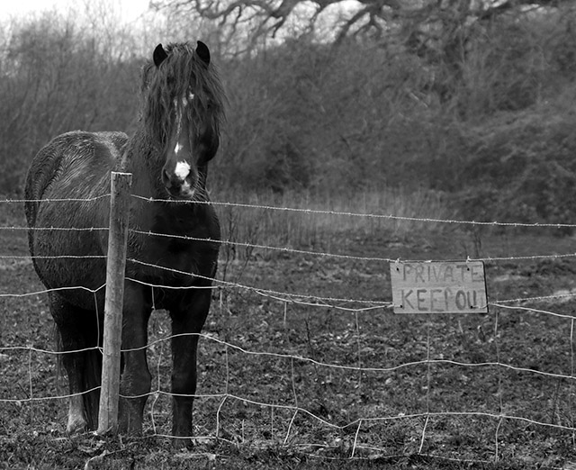 'Fenced in'