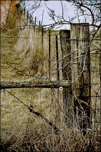 Rural Fence