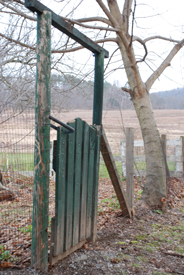 Green gate in fence