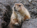 Muddy Paws