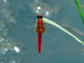 Dragon Fly