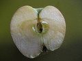 Forbidden Fruit
