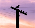 Electric Gull