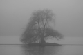 THE TREE IN THE FOG