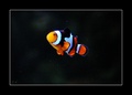 I found Nemo !!
