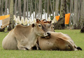 Cows with palm trees and laundry background