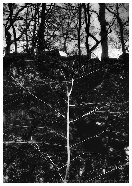the memories of trees