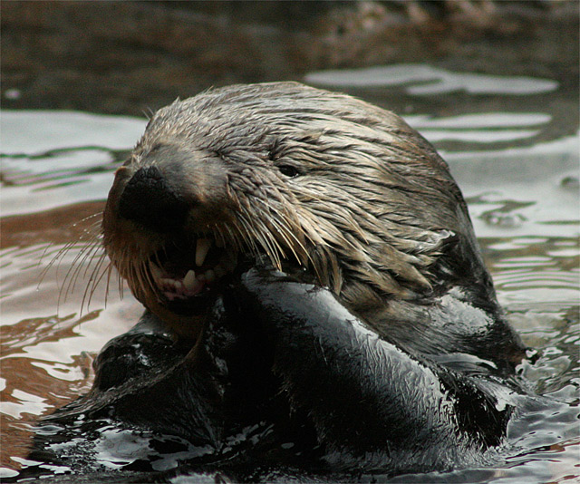 The Otter Dinner