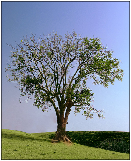 Single Tree