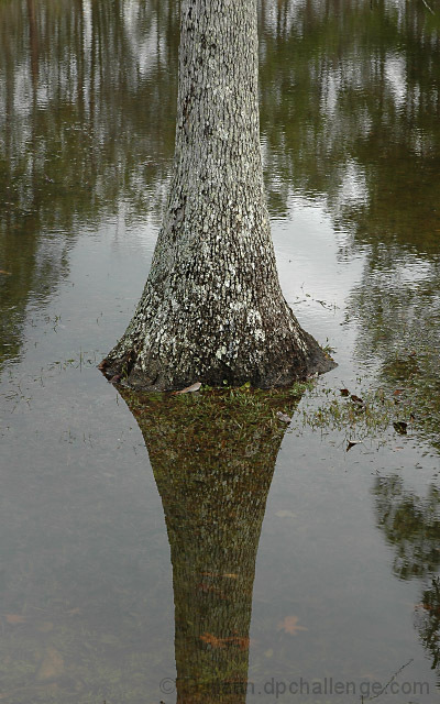 Tree Reflections