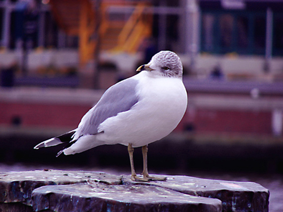 Alone on harbor