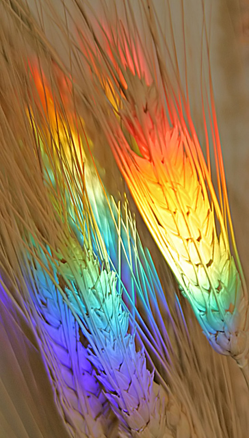 Refraction and Wheat Stems