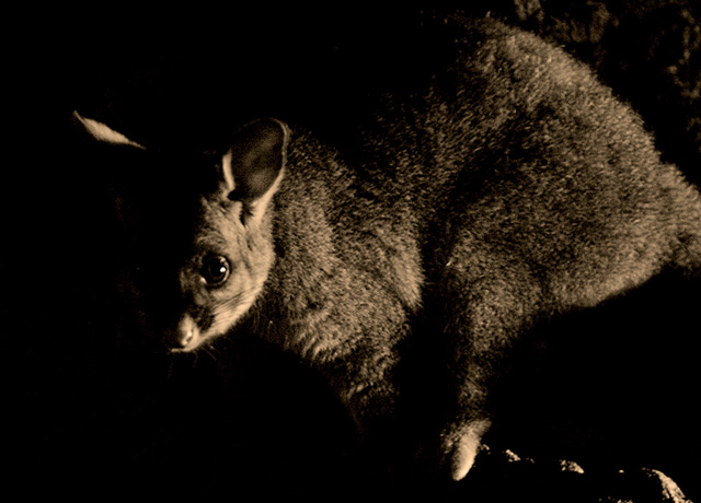 Must buy a fast, low light lens